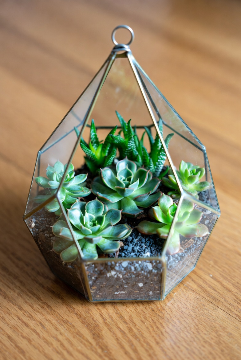 Glass terrarium with succulents